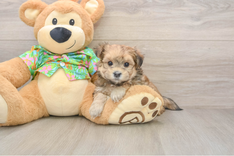 Morkie Pup Being Cute
