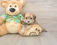 6 week old Morkie Puppy For Sale - Pilesgrove Pups