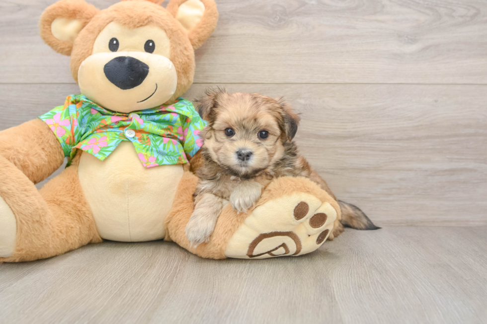 Morkie Pup Being Cute