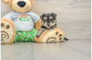 Friendly Morkie Baby