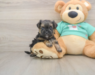 5 week old Morkie Puppy For Sale - Pilesgrove Pups