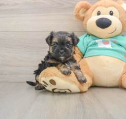 7 week old Morkie Puppy For Sale - Pilesgrove Pups