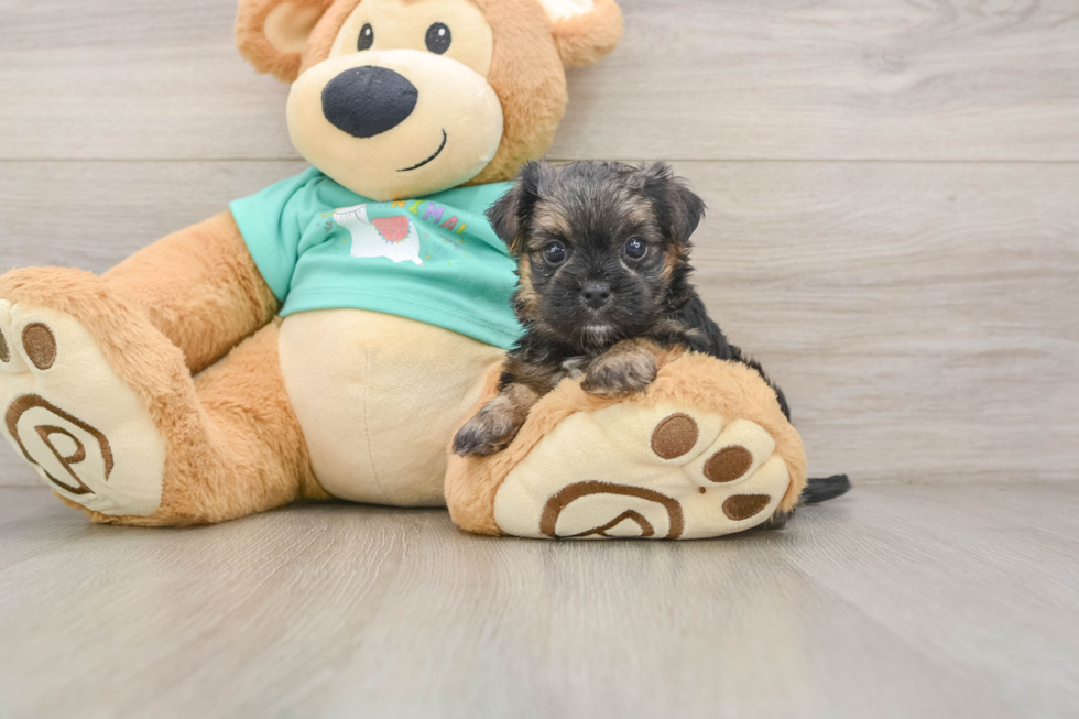 Cute Morkie Baby