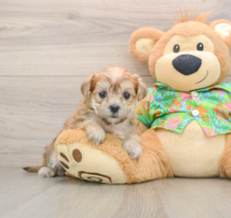 5 week old Morkie Puppy For Sale - Pilesgrove Pups