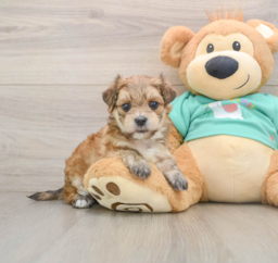 7 week old Morkie Puppy For Sale - Pilesgrove Pups