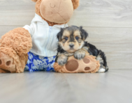 6 week old Morkie Puppy For Sale - Pilesgrove Pups