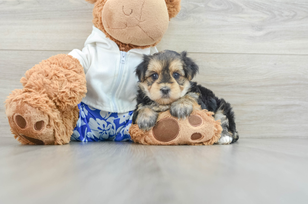 6 week old Morkie Puppy For Sale - Pilesgrove Pups