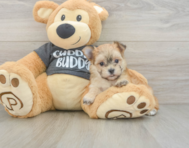 5 week old Morkie Puppy For Sale - Pilesgrove Pups
