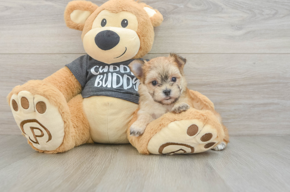 6 week old Morkie Puppy For Sale - Pilesgrove Pups