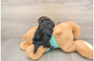 Popular Morkie Designer Pup