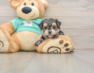 6 week old Morkie Puppy For Sale - Pilesgrove Pups