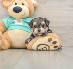 7 week old Morkie Puppy For Sale - Pilesgrove Pups