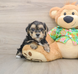 6 week old Morkie Puppy For Sale - Pilesgrove Pups