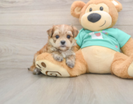 6 week old Morkie Puppy For Sale - Pilesgrove Pups