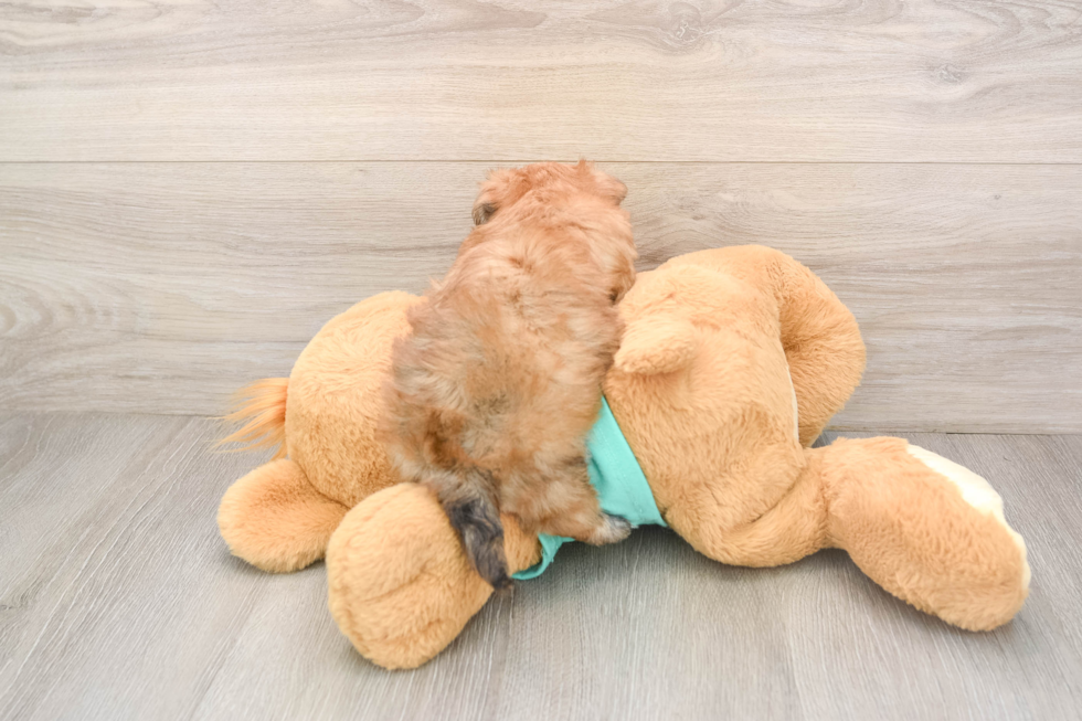 Little Yortese Designer Puppy