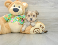 8 week old Morkie Puppy For Sale - Pilesgrove Pups