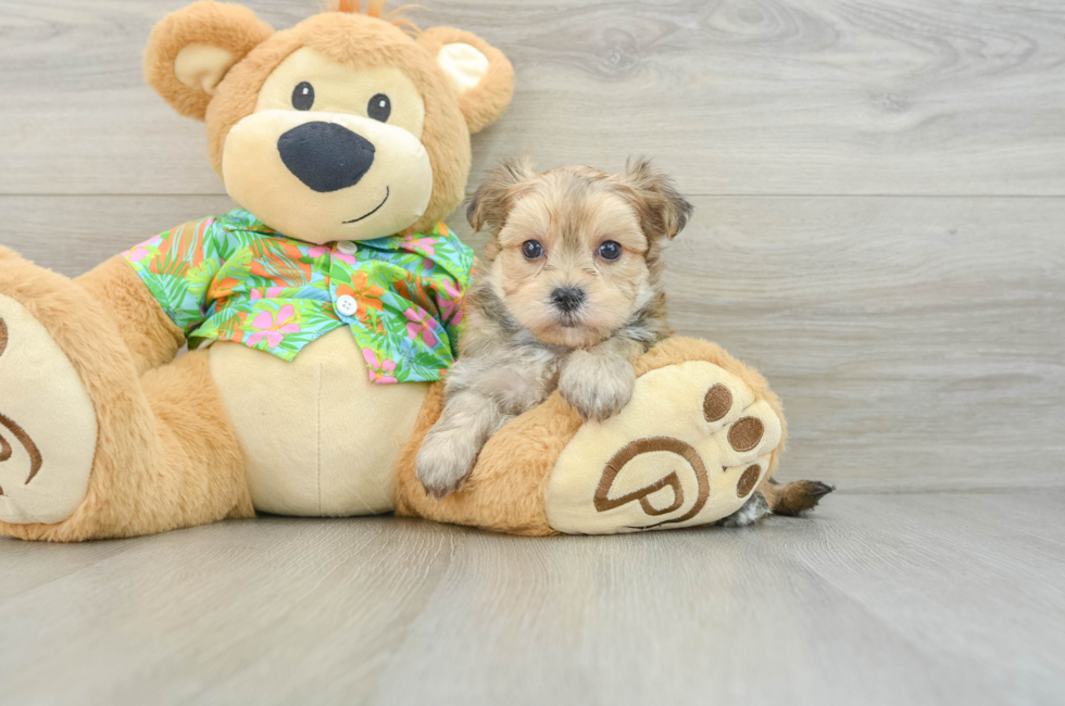 8 week old Morkie Puppy For Sale - Pilesgrove Pups