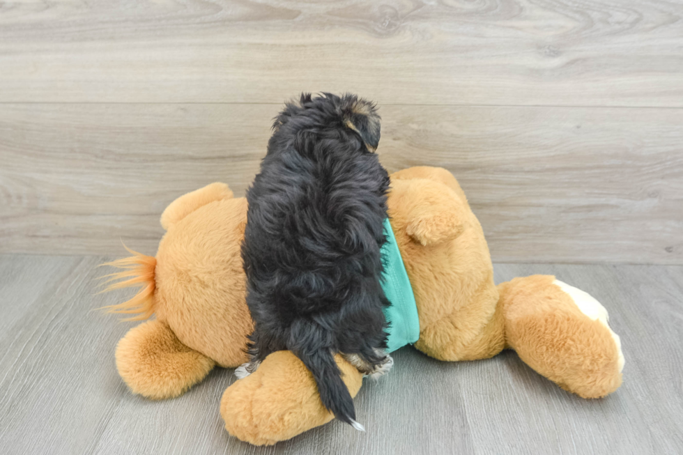 Friendly Morkie Baby