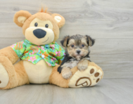 8 week old Morkie Puppy For Sale - Pilesgrove Pups