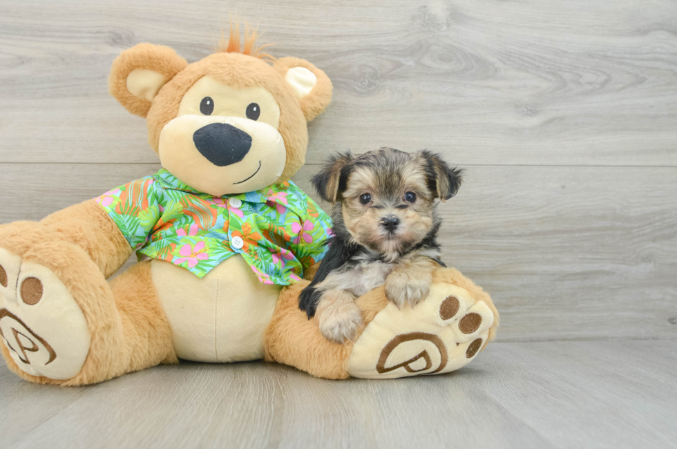 8 week old Morkie Puppy For Sale - Pilesgrove Pups