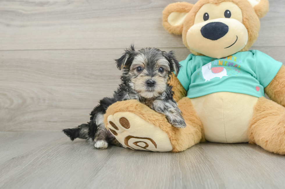 6 week old Morkie Puppy For Sale - Pilesgrove Pups