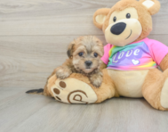 6 week old Morkie Puppy For Sale - Pilesgrove Pups