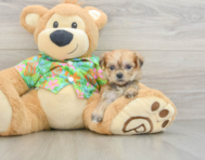 5 week old Morkie Puppy For Sale - Pilesgrove Pups