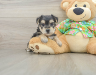 6 week old Morkie Puppy For Sale - Pilesgrove Pups