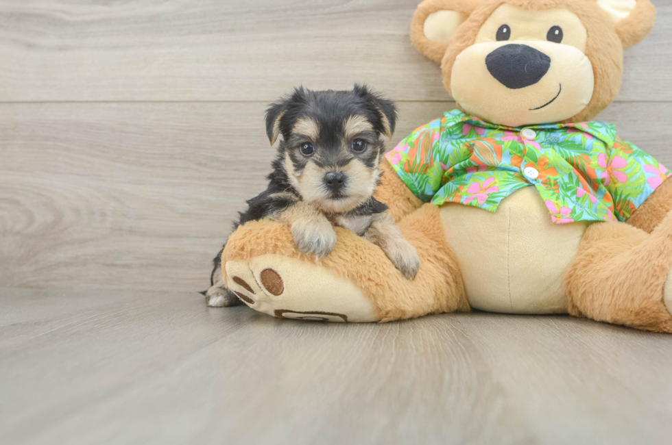 5 week old Morkie Puppy For Sale - Pilesgrove Pups
