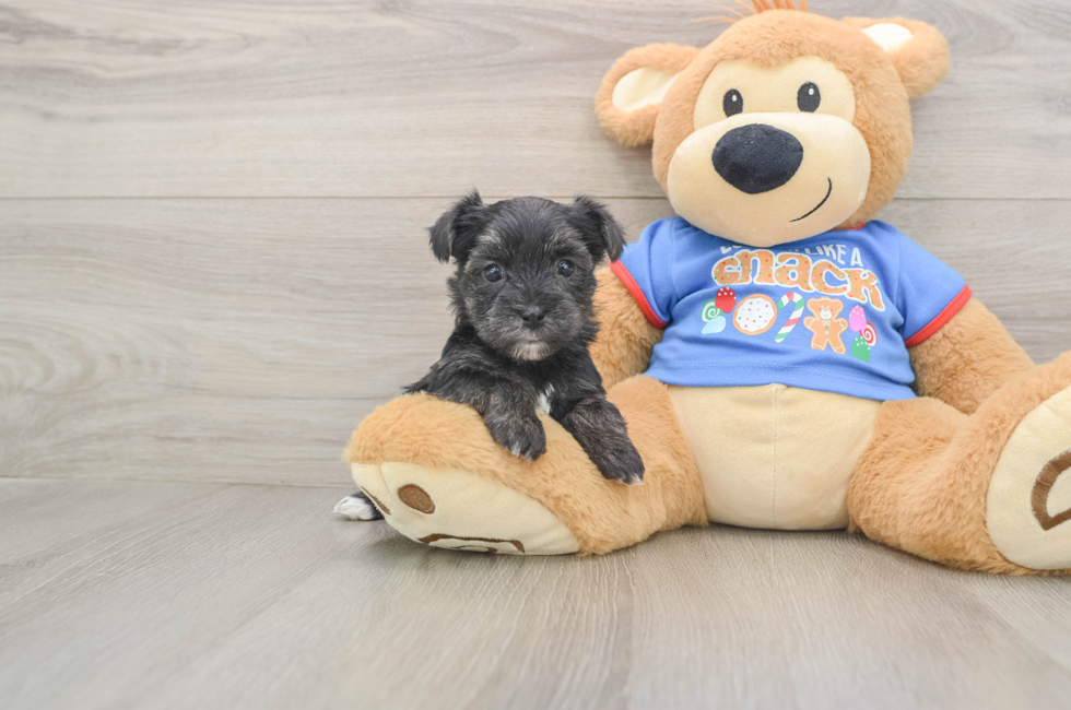 5 week old Morkie Puppy For Sale - Pilesgrove Pups