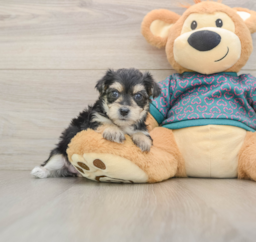 8 week old Morkie Puppy For Sale - Pilesgrove Pups
