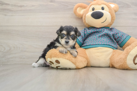 Hypoallergenic Morkshire Terrier Designer Puppy