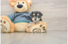 Morkie Puppy for Adoption