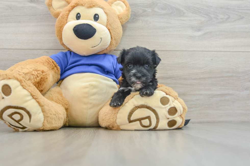 5 week old Morkie Puppy For Sale - Pilesgrove Pups