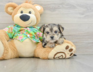 5 week old Morkie Puppy For Sale - Pilesgrove Pups