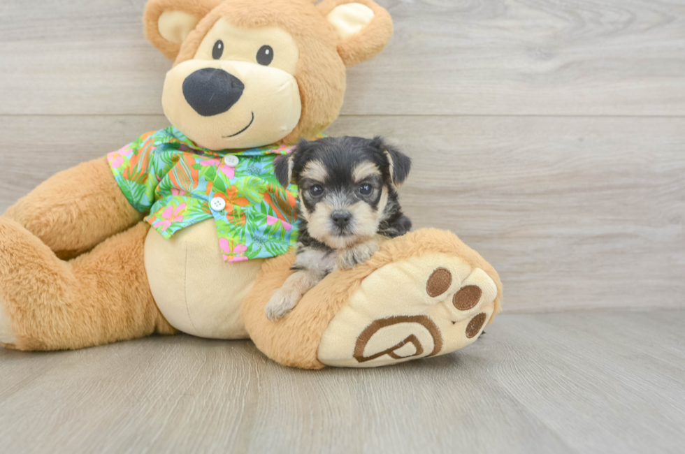 5 week old Morkie Puppy For Sale - Pilesgrove Pups
