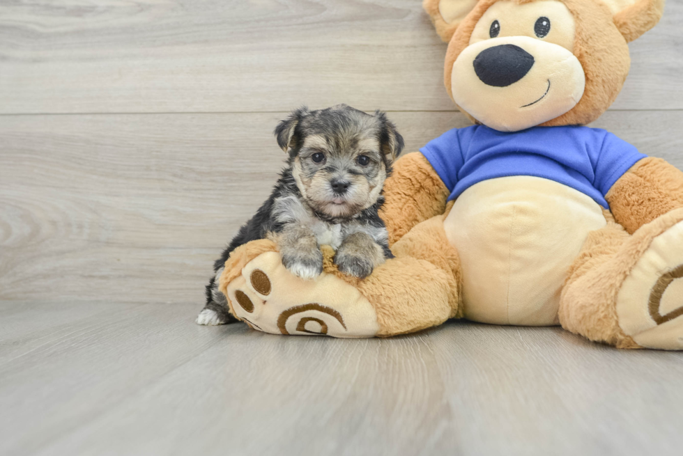 Friendly Morkie Baby