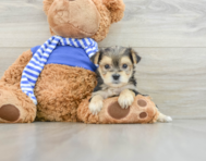 7 week old Morkie Puppy For Sale - Pilesgrove Pups