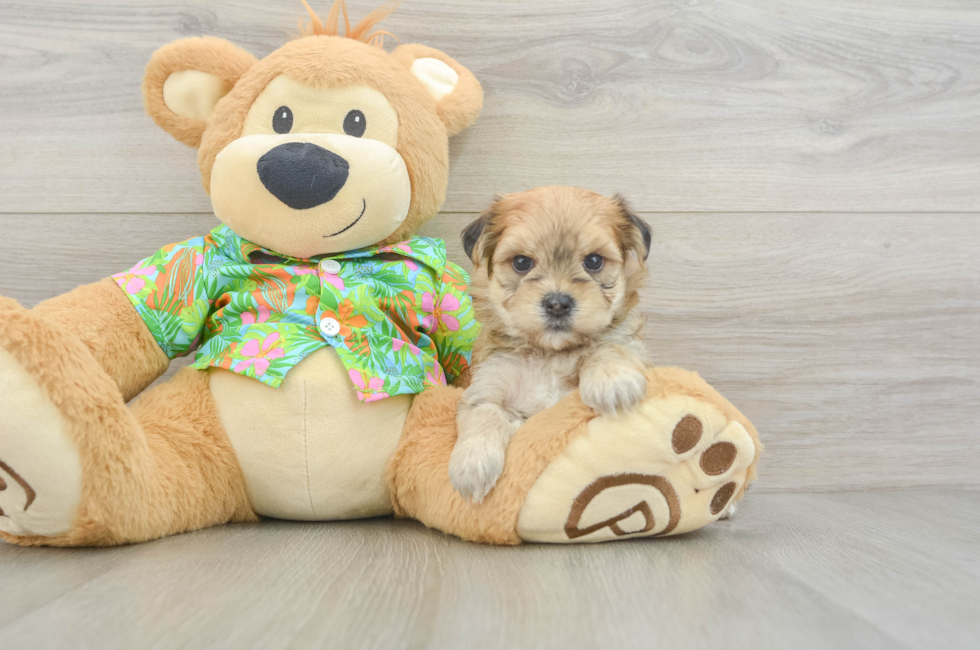 5 week old Morkie Puppy For Sale - Pilesgrove Pups