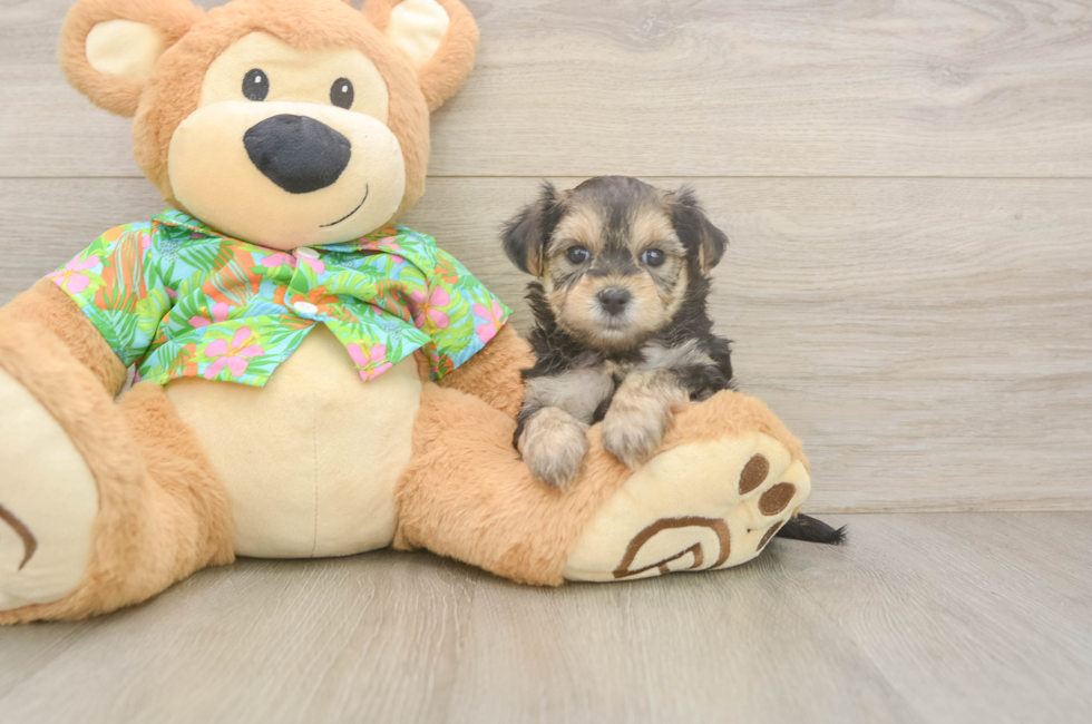 6 week old Morkie Puppy For Sale - Pilesgrove Pups