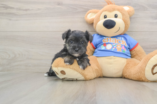 Morkie Puppy for Adoption