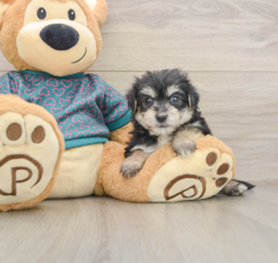 7 week old Morkie Puppy For Sale - Pilesgrove Pups