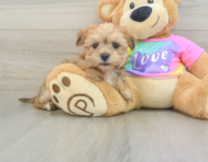 6 week old Morkie Puppy For Sale - Pilesgrove Pups