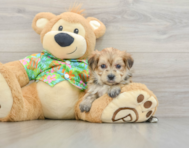 5 week old Morkie Puppy For Sale - Pilesgrove Pups