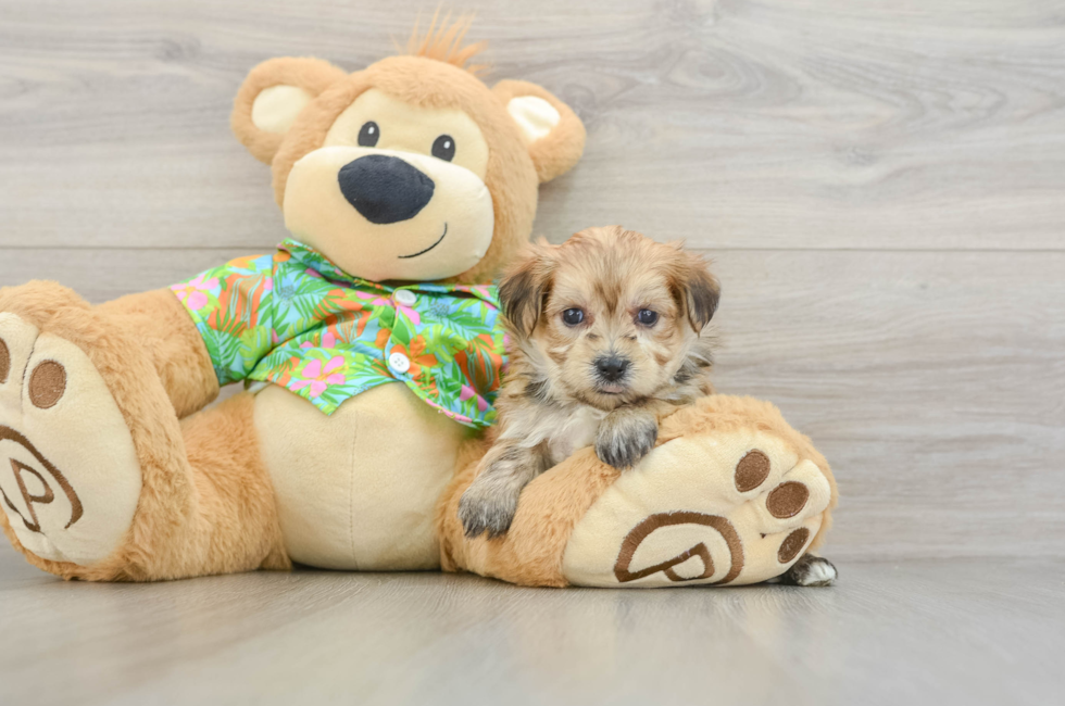 7 week old Morkie Puppy For Sale - Pilesgrove Pups