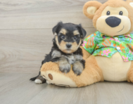 6 week old Morkie Puppy For Sale - Pilesgrove Pups