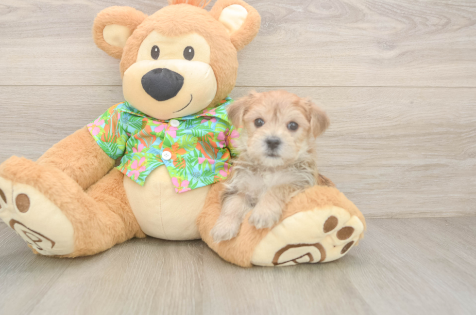 6 week old Morkie Puppy For Sale - Pilesgrove Pups