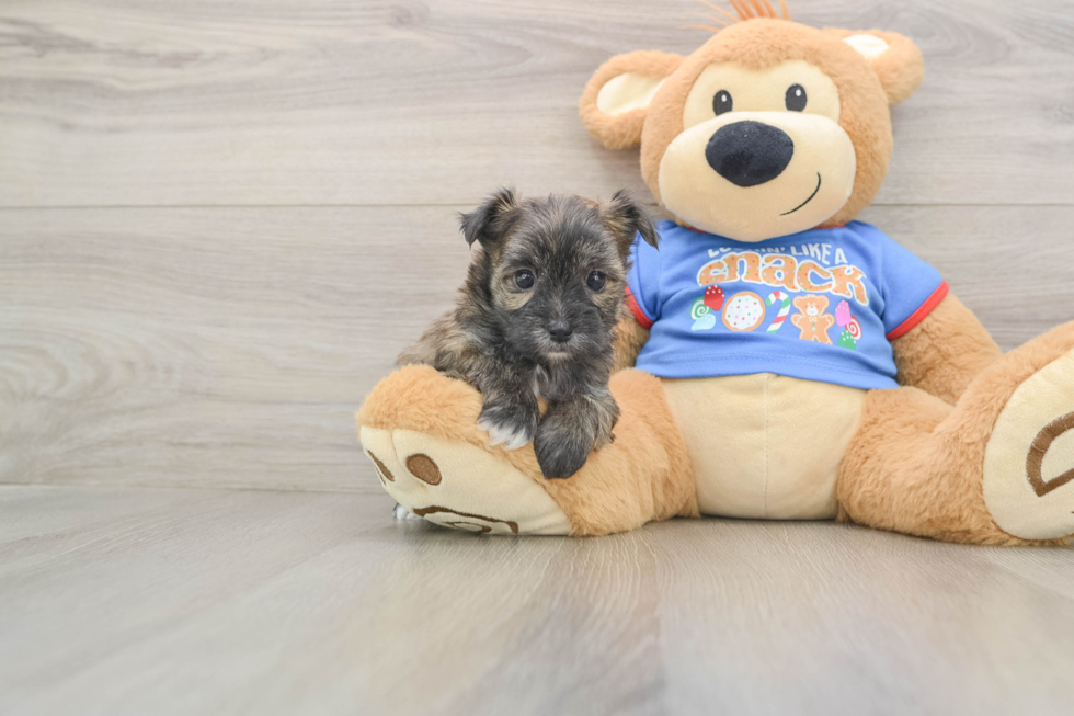 Morkie Puppy for Adoption