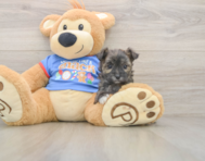 6 week old Morkie Puppy For Sale - Pilesgrove Pups