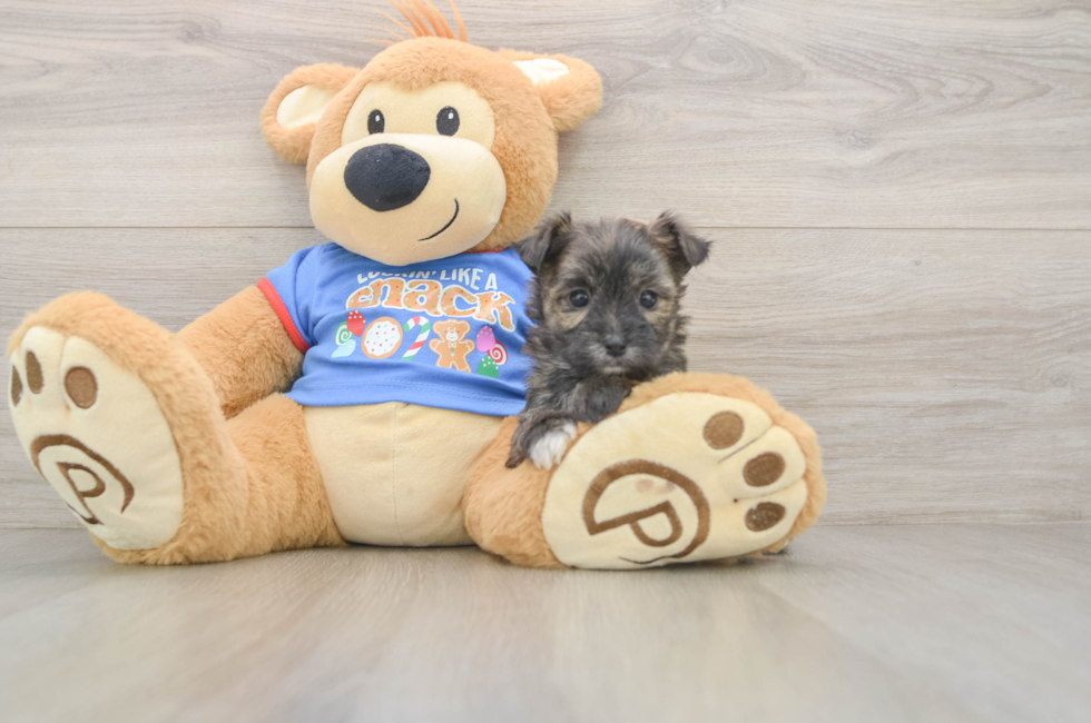 5 week old Morkie Puppy For Sale - Pilesgrove Pups